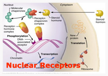 Ligand-dependent Nuclear Receptors